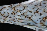 Gorgeous, Blue Dinosaur Bone (Gembone) Axe Pendant #84742-3